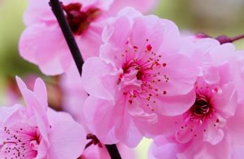 美人梅的繁殖方法 美人梅的繁殖方法