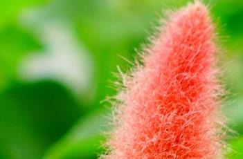 猫尾红的繁殖方法 猫尾红的繁殖方法