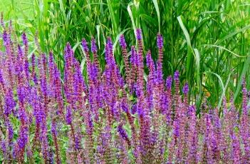 卡拉多纳鼠尾草