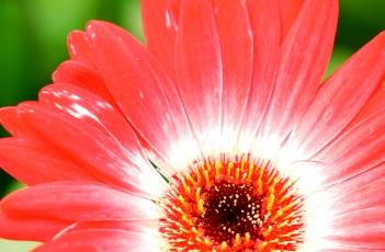 非洲菊的栽培方法 非洲菊的养殖方法