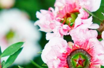 松红梅 松红梅的花语和寓意