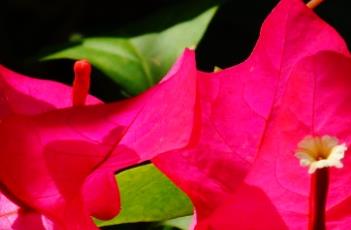 三角梅为什么不开花