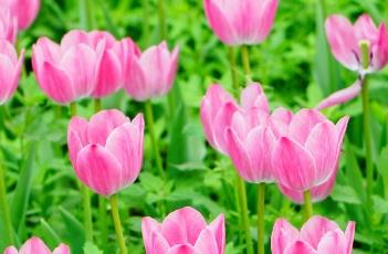 郁金香的田间管理方法