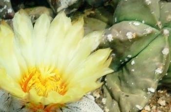 鸾凤兜 鸾凤兜锦