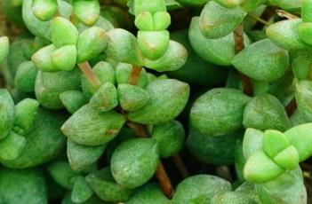 短叶景天（狭叶红景天）