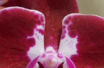 蝴蝶兰的繁殖方法 蝴蝶兰的繁殖方法