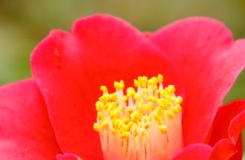 山茶花的养殖方法 山茶花的养殖方法