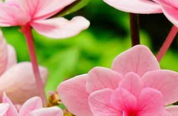 绣球花的栽培技术