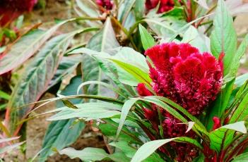 鸡冠花怎么浇水 鸡冠花怎么浇水