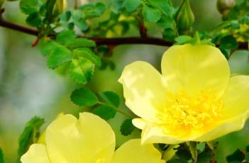 黄刺玫的繁殖方法 黄刺梅怎么繁殖