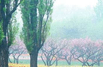 郁金香施肥要点