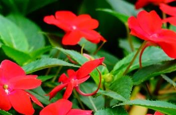 新几内亚凤仙花的养护方法(新几内亚凤仙花冬天护养)