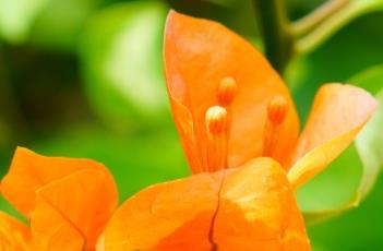 光叶子花 光叶子花有毒吗