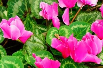 仙客来花期及注意事项