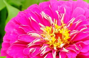 百日菊的养殖方法