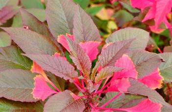 雁来红的繁殖方法