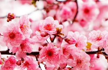 美人梅的繁殖方法 美人梅的繁殖方法