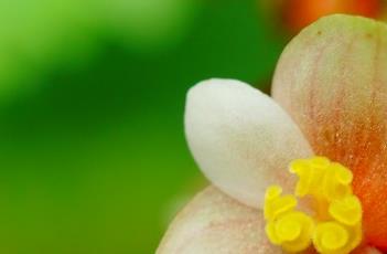 铁甲秋海棠（铁甲秋海棠图片）