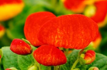 蒲包花的繁殖方法 蒲包花的繁殖方法