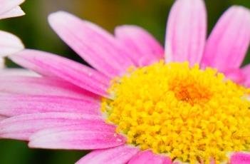 木茼蒿的栽培方法 木茼蒿的栽培方法