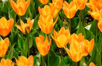 橙色皇帝郁金香