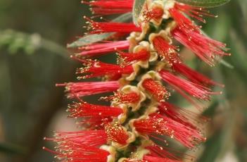 柳叶红千层 柳叶红千层的功效与作用