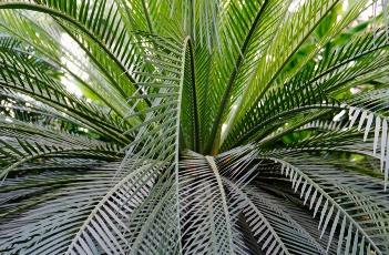 澳洲国宝铁树 铁树是哪个国家的国宝