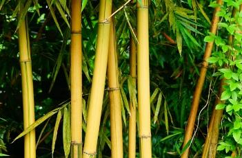 大琴丝竹（大琴丝竹价格）