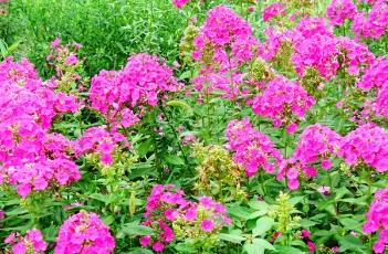 小天蓝绣球 小天蓝绣球花