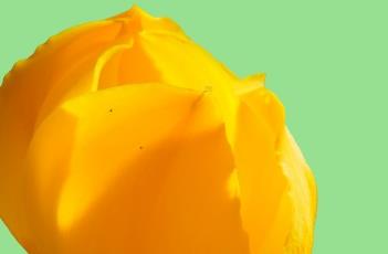 襁褓兰（襁褓兰花）