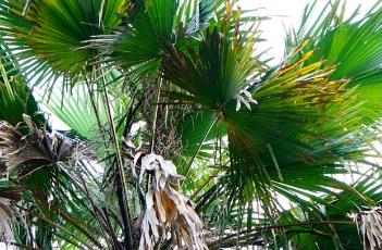 东京蒲葵 东京 山崎葵