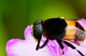 紫露草的养殖方法 油画紫露草的养殖方法