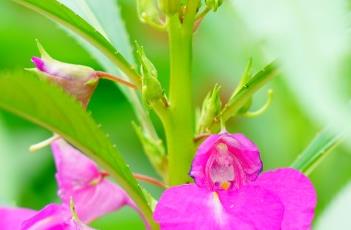 凤仙花的种植方法 凤仙花怎么养最好