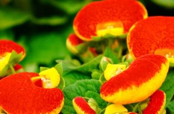 蒲包花的养殖方法