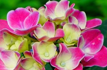 绣球花的养殖方法 绣球花的养殖方法