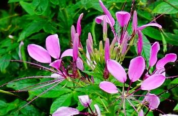 醉蝶花的播种方法