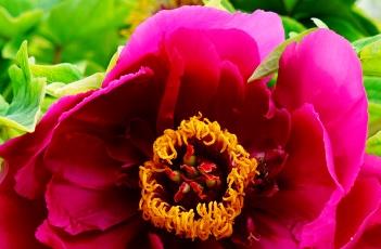 牡丹花的栽培技术