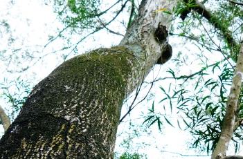 台湾相思（台湾栾树）
