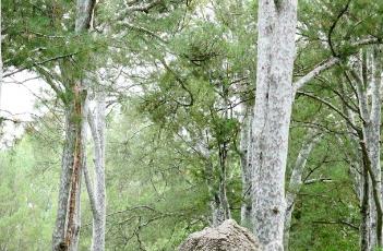 白皮松（白皮松侧柏云杉冬青哪个不同类）