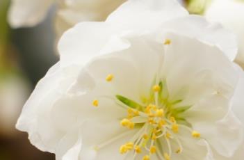 绿萼垂枝桃 垂枝碧桃图片