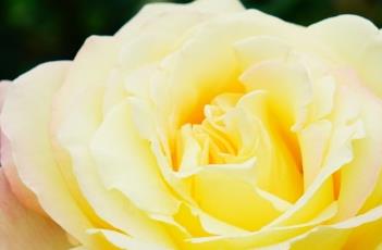 月季花叶子发黄的原因 月季花叶子发黄的原因有哪些