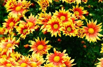 地被菊的栽培技术