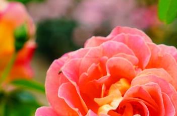 月季花水培的方法（月季花水培方法和注意事项）