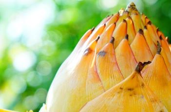 地涌金莲 地涌金莲不能随便养