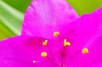 紫露草的繁殖方法 紫露草怎么繁殖