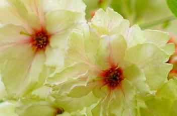 郁金樱（郁金樱与御衣黄樱哪个珍贵）