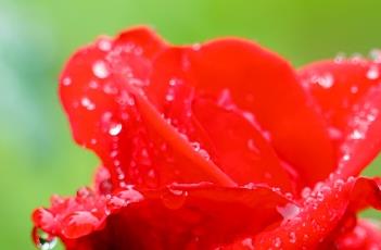 盆栽月季花的日常养护