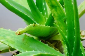 药用芦荟（药用芦荟图片）