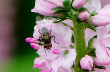 粉影长叶婆婆纳