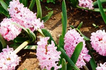 水培风信子的养殖方法 水培风信子的养殖方法和注意事项 视频